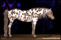 Horse Color:White Spotted Liver Chestnut Appaloosa 