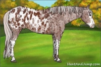 Horse Color:Chocolate Bay Sabino Splash Appaloosa  and Chocolate Silver Bay Sabino Splash Appaloosa 