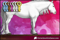 Horse Color:White Spotted Liver Chestnut Appaloosa 