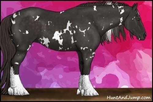 Horse Color:White Spotted Liver Chestnut 