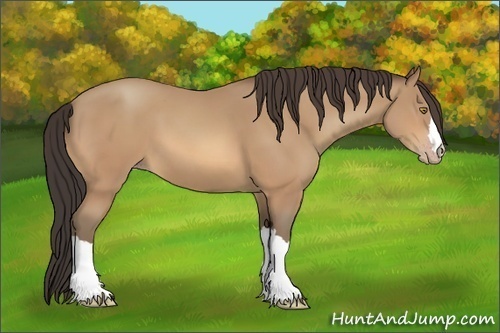 Horse Color:Amber Champagne