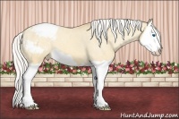 Horse Color:Silver Amber Cream Champagne Dun Splash Appaloosa 