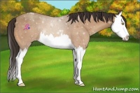Horse Color:Sable Champagne Splash Appaloosa 
