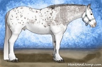 Horse Color:Liver Chestnut Sabino Splash Appaloosa  and Liver Chestnut Sabino Splash Appaloosa 