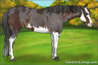 Horse Color:Brown Sabino Splash Appaloosa and Gray Brown Sabino Splash Appaloosa