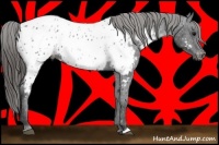 Horse Color:Black Near Leopard