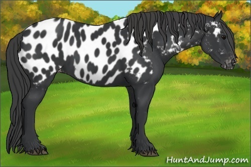 Horse Color:Black Near Leopard 