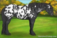 Horse Color:Black Near Leopard