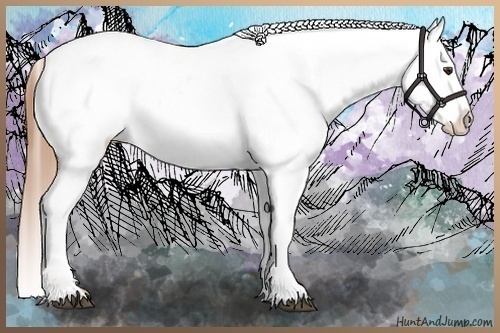 Horse Color:Chestnut Appaloosa Rabicano 