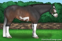Horse Color:Brown Splash Frame Rabicano