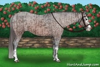 Horse Color:Bay Sabino Splash Appaloosa  and Bay Sabino Splash Appaloosa 