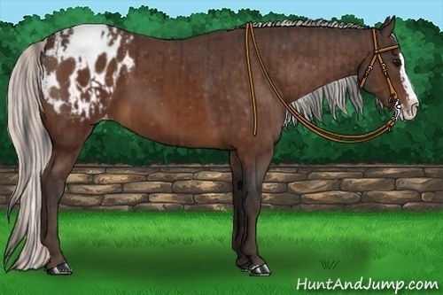 Horse Color:Bay Sabino Splash Appaloosa  and Silver Bay Sabino Splash Appaloosa 