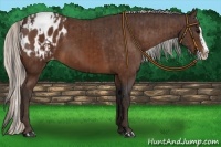 Horse Color:Bay Sabino Splash Appaloosa and Silver Bay Sabino Splash Appaloosa