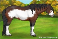 Horse Color:Bay Frame 