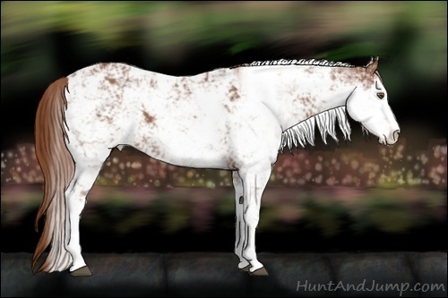 Horse Color:Chestnut Sabino