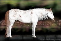 Horse Color:Chestnut Sabino
