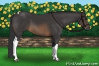 Horse Color:Buckskin Tobiano 