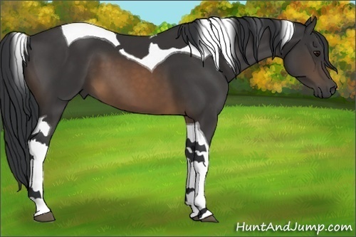 Horse Color:Buckskin Tobiano