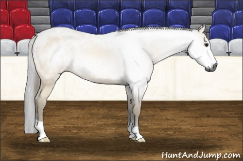 Horse Color:Gray Buckskin Roan 