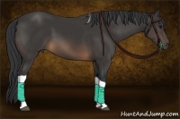 Horse Color:Buckskin Tobiano