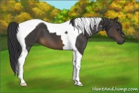 Horse Color:Buckskin Tobiano