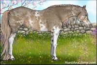 Horse Color:Liver Chestnut Splash 