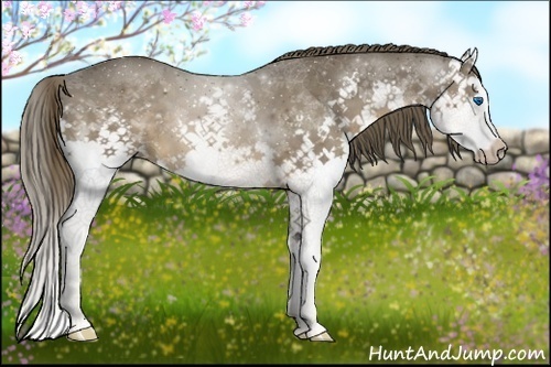 Horse Color:Liver Chestnut Sabino Splash