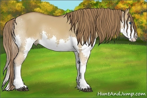 Horse Color:Red Dun Splash 