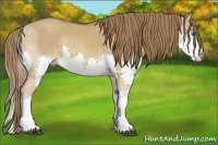 Horse Color:Red Dun Splash