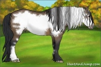 Horse Color:Brown Dun Frame 