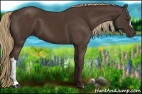 Horse Color:Liver Chestnut 