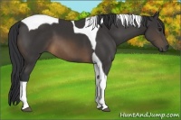 Horse Color:Buckskin Tobiano