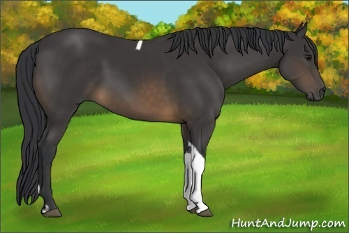 Horse Color:Buckskin Tobiano