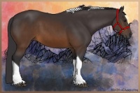 Horse Color:Buckskin Tobiano