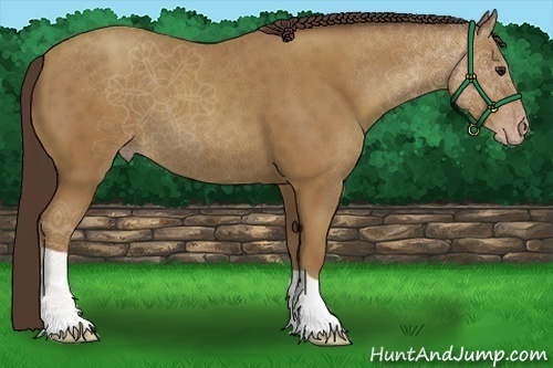 Horse Color:Classic Champagne