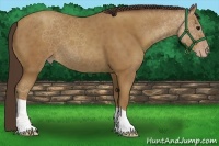 Horse Color:Classic Champagne 