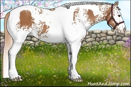 Horse Color:White Spotted Chestnut Tobiano 