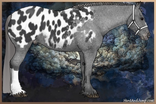 Horse Color:Black Appaloosa 