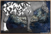 Horse Color:Black Appaloosa 