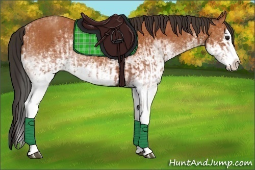 Horse Color:White Spotted Bay Splash  and White Spotted Bay Splash 