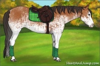 Horse Color:White Spotted Bay Splash  and White Spotted Bay Splash 