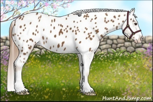 Horse Color:Chestnut Appaloosa 