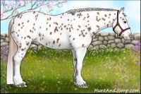 Horse Color:Chestnut Appaloosa 