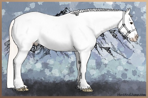 Horse Color:Silver Bay Dun Frame Appaloosa 
