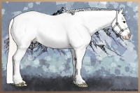 Horse Color:Silver Bay Dun Frame Appaloosa 