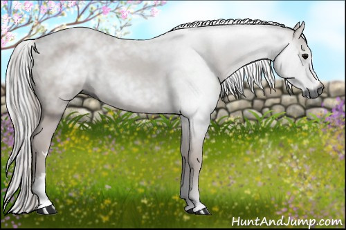 Horse Color:Gray Black 