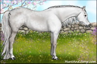 Horse Color:Gray Black