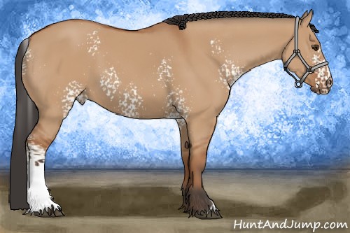 Horse Color:White Spotted Bay Dun