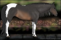 Horse Color:Buckskin Tobiano