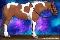 Horse Color:Bay Tobiano 